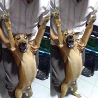 dogki