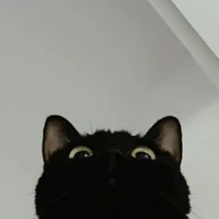 Tatsuya Aoi/Dạng mèo con:3