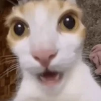 Cân mọi nv(loại vật)