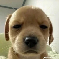 tác giả bị khùng