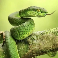 Cả lớp