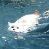 _𝙍𝙚𝙖𝙙𝙚𝙧_