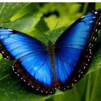 Blue butterfly 🦋💙