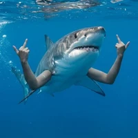 hệ thống._ shark