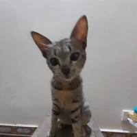 bần