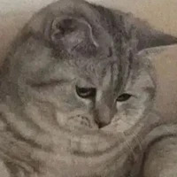 neko