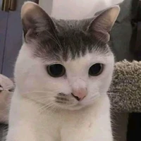 HT
