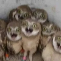 All trừ ai thì trừ