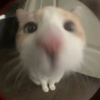 ✯Meo✭ ★Hệ Thống Xàm Lord★