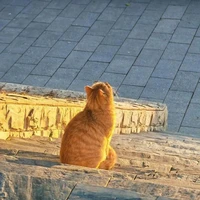 Tác giả Kitty