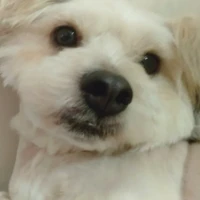 các đọc giả ngoan xênh iu🤑