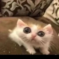 nhỏ hệ thống (t/g nè)