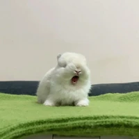 Hệ thống  Thỏ TiTan