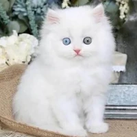Snowie