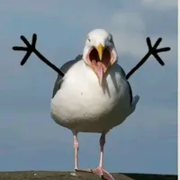 chim🐦