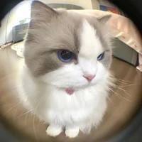 tác giả ngố hihi