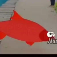 Cá Chép Đỏ 100 cân