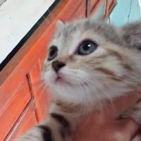 meooo