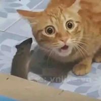 tất cả 