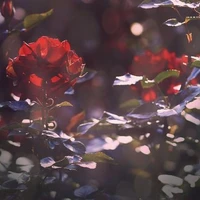 ° All Mọi Người °