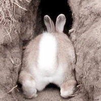🐰