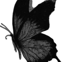bướm quái