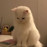 Ki bông(Thành Công)  ( mèo)