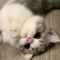 bé Voi(Vương bình) (mèo)