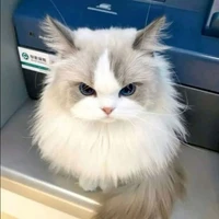 bông(Duy)(mèo)