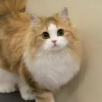 Timeo(Khôi Vũ)(mèo)