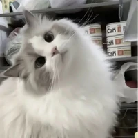 MasterD(Hình hài Mèo)