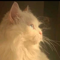 Mon