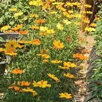 người viết truyện