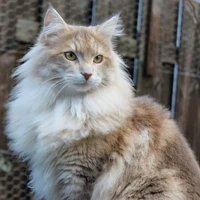 #PhamKhoiVu - #003 | Dạng Mèo |