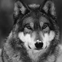 #NguyenThanhCong - #007 | Dạng Sói |