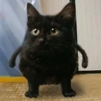 rey (mèo của t/g)