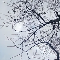 Tác giả khốn nạn