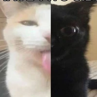 T/g 🐵🐸🕊️🐔🐍🦅🐧