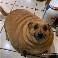 HiHi