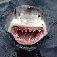 great white shark :)
