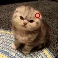 all( lười kiếm ảnh)