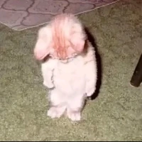 tác giả ^^