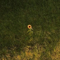 T/g • Sunflower •