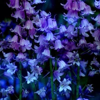 Đa Nhân vật -???-All