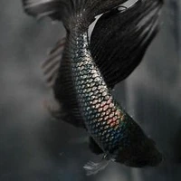 Darkheart