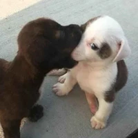 Tác giả cutephomaique