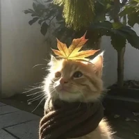 Lyhan{mèo}