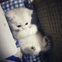 Su Su🎀