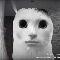 All[trừ ai thì trừ]