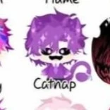 catnap